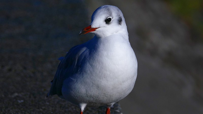 De nombreuses mouettes ont été retrouvées mortes à Montigny-le-Bretonneux