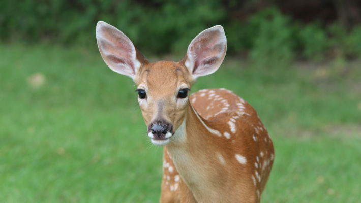 Une agricultrice de Feucherolles lance un projet pour sauver les faons