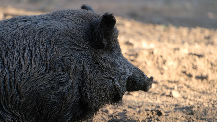 Une chasse aux sangliers prévue en forêt domaniale de Maurepas